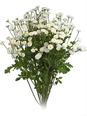 Matricaria White Button - Matricaria - Flowers and Fillers - Flowers by